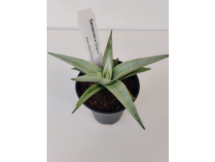 Sansevieria 'Chanin'