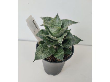 Sansevieria 'Mahanakorn'