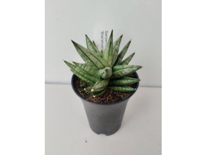 Sansevieria 'Starshooter'