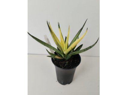 Sansevieria 'Comet Chrysantha Lemon'