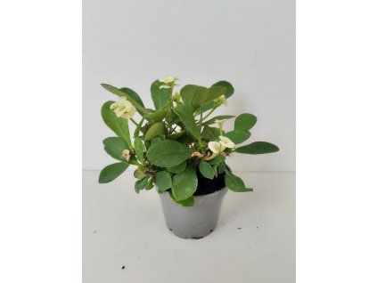 Euphorbia millii (bílá)