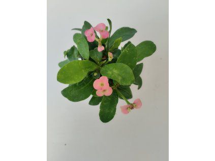 Euphorbia millii (růžová)