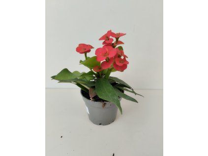 Euphorbia millii (červená)