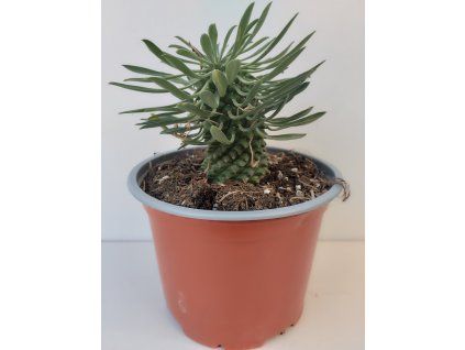 Euphorbia 'Sotetsu Kirin'