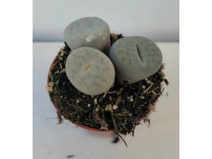 Lithops gracilidelineata