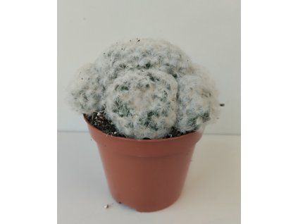 Mammillaria plumosa