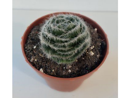 Crassula barbata