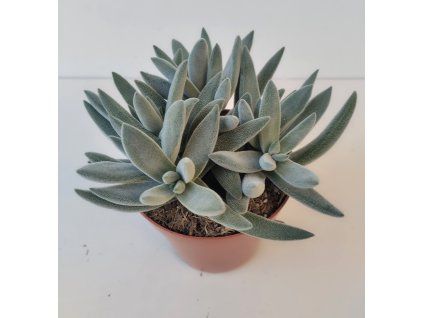Crassula tenelli 'Silver'