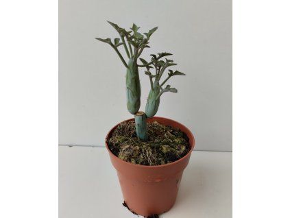 Senecio articulatus