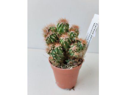 Cereus peruvianus 'Monstrosus Brown'