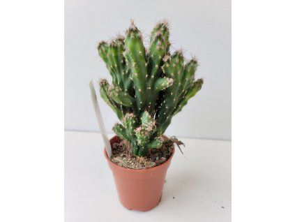 Cereus peruvianus 'Monstrosus'
