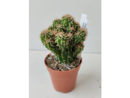 Cereus jamacaru 'Monstrosus'