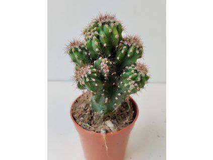 Cereus peruvianus 'Monstrosus Blue'