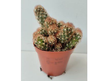 Mammillaria elongata 'Copper'