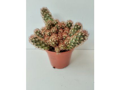 Mammillaria elongata 'Red'