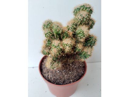 Cereus peruvianus 'Golden Monstrosus' (velký)
