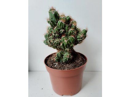 Cereus peruvianus 'Monstrosus Brown' (velký)