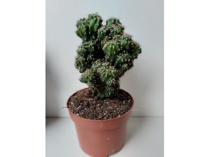Cereus peruvianus 'Monstrosus' (velký)
