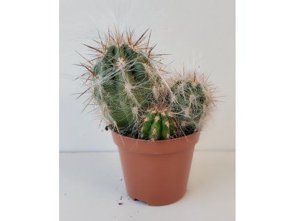 Oreocereus trollii
