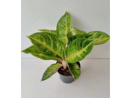 Aglaonema 'Rose Parakeet'