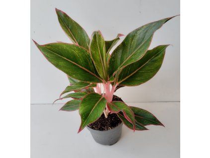 Aglaonema 'Crete'
