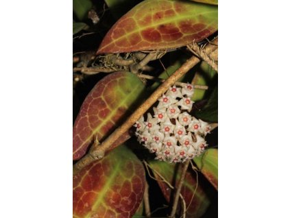 Hoya acuta 'Red Leaf' (ZR)