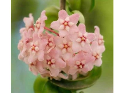 Hoya compacta 'new'