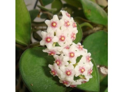 Hoya nummularoides