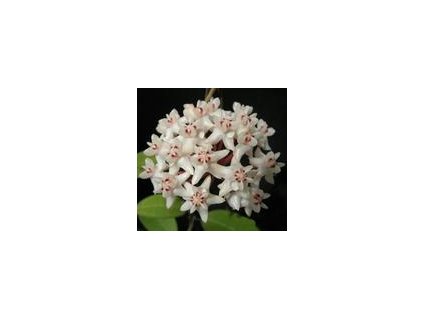 Hoya elliptica (small leaves)