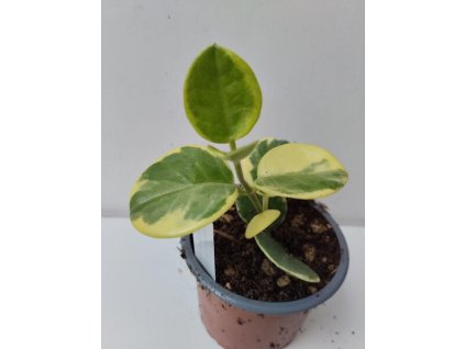Hoya australis 'albomarginata'