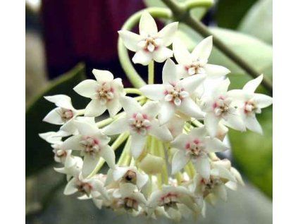Hoya australis (VR)