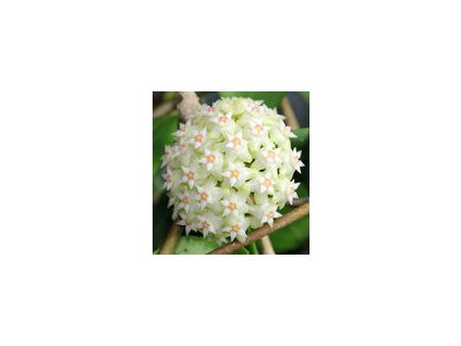 Hoya bhutanica