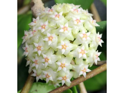Hoya bhutanica (VR)