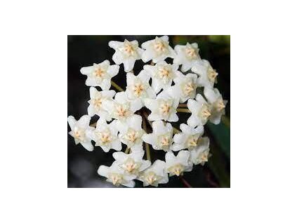 Hoya oreogena