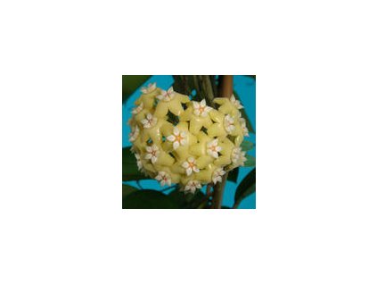 Hoya nicholsoniae