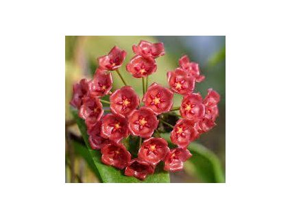 Hoya siriae 'red'