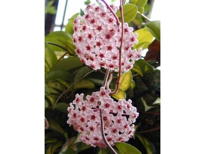 Hoya carnosa 'albomarginata'