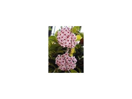 Hoya carnosa 'albomarginata'