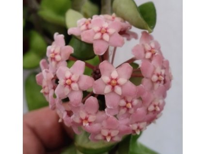 Hoya carnosa 'compacta' (ZR)