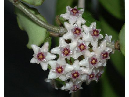 Hoya kanyakumariana (ST)