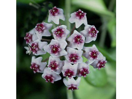 Hoya obovata 'variegata'