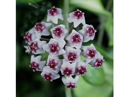 Hoya obovata 'variegata'