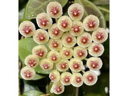 Hoya sipitangensis