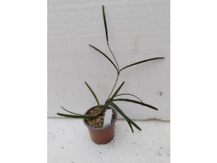 Hoya insularis