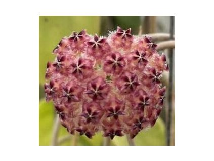Hoya mindorensis 'Pink Dragon'