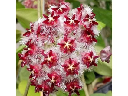 Hoya mindorensis 'Red Star' (VR)