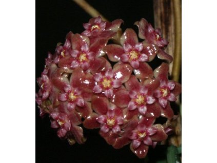 Hoya parasitica 'variegata' (ZR)