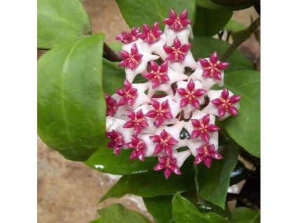 Hoya cv. Patricia (velká)