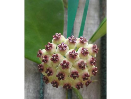 Hoya kerrii (ZR)