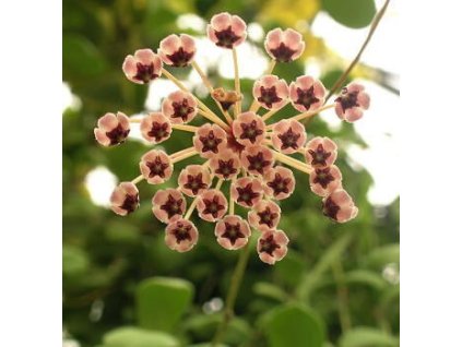 Hoya incurvula 'Sulawesi' (ST, závěs)
